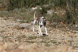 WHIPPET 119